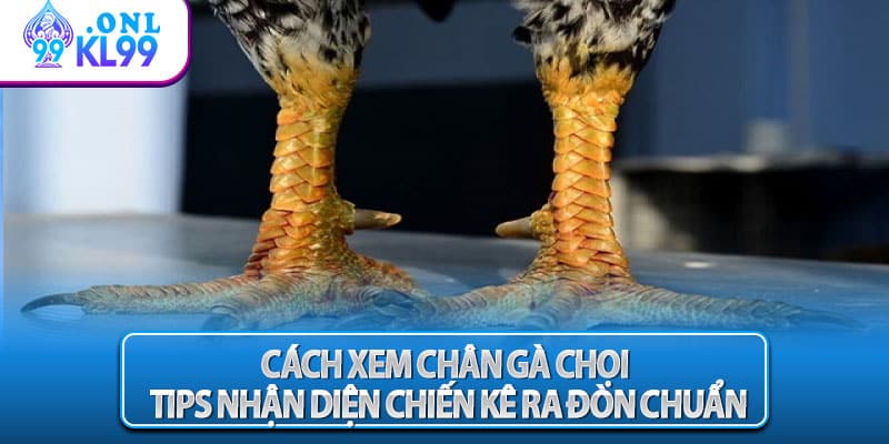 Cách Xem Chân Gà Chọi
